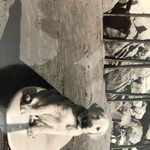 Meet your Posher, Griffin